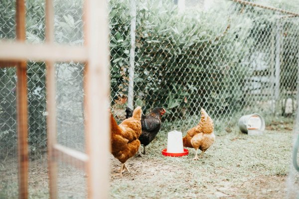 How to Build a Sustainable Chicken Coop in a Suburban Backyard?