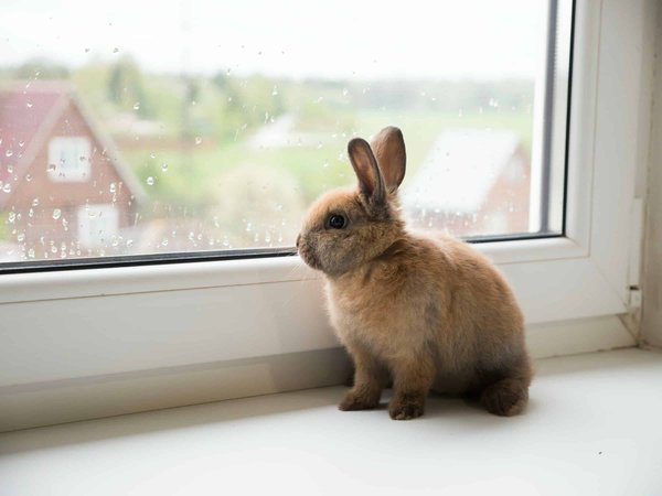 What Are the Best Techniques for Winterizing an Outdoor Pet Rabbit Hutch?