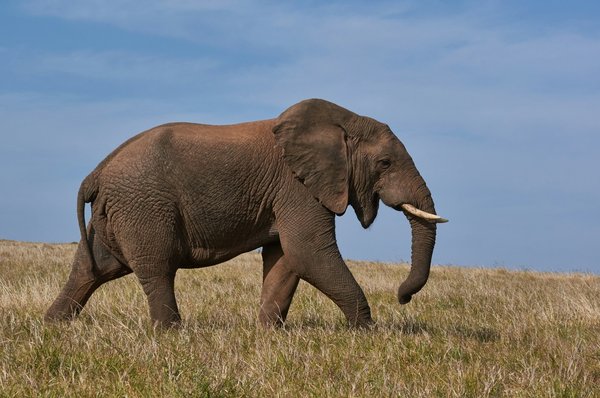 How to Craft a Custom Environmental Enrichment Plan for a Zoo Elephant?